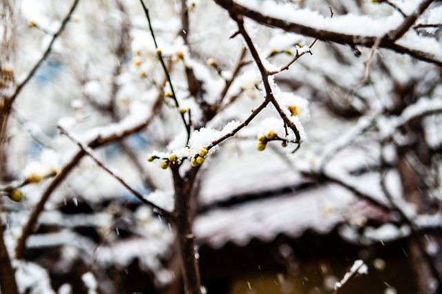 申花在比赛