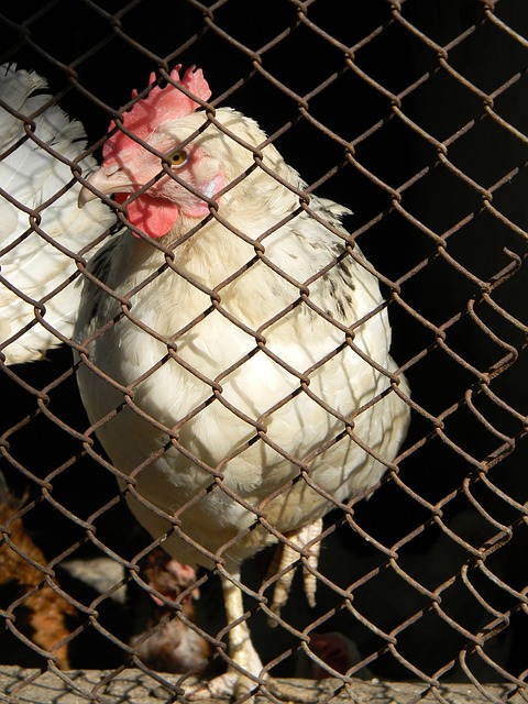 和合作的精 和合作的精